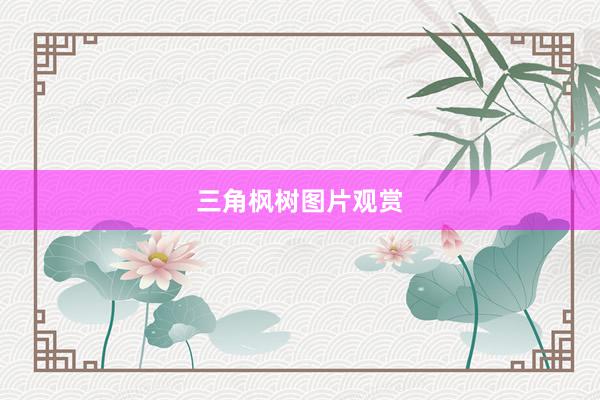 三角枫树图片观赏